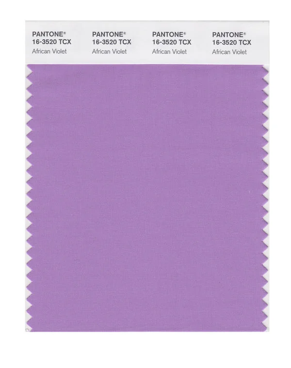 African Violet