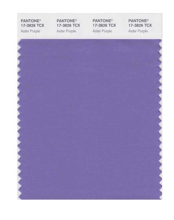 Aster Purple
