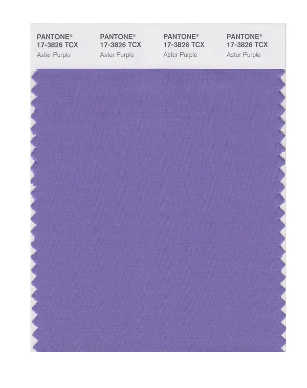 Aster Purple