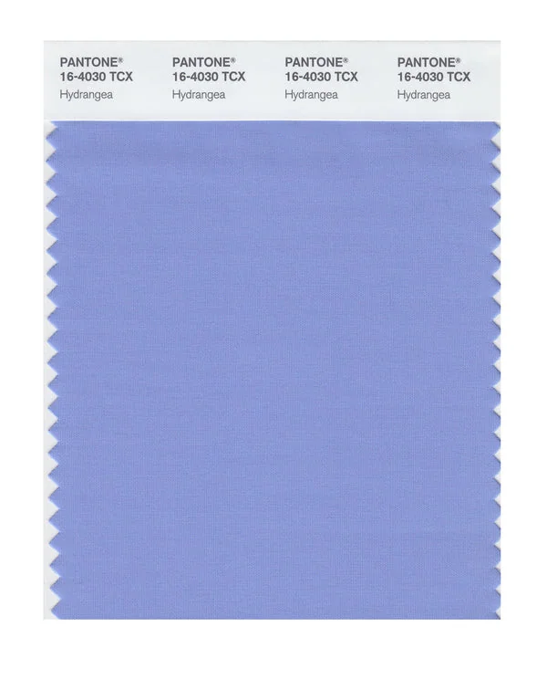 Hydrangea