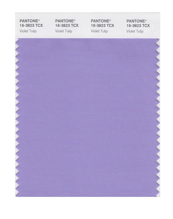 Violet Tulip